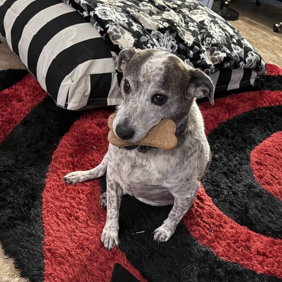 My Pets! (Allergy + Cleaning Info) - Picture 2 of 3